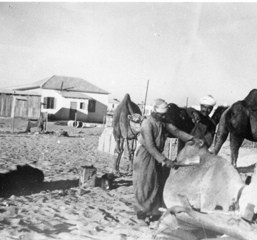 גמלים בחוף הים בשנות ה-40