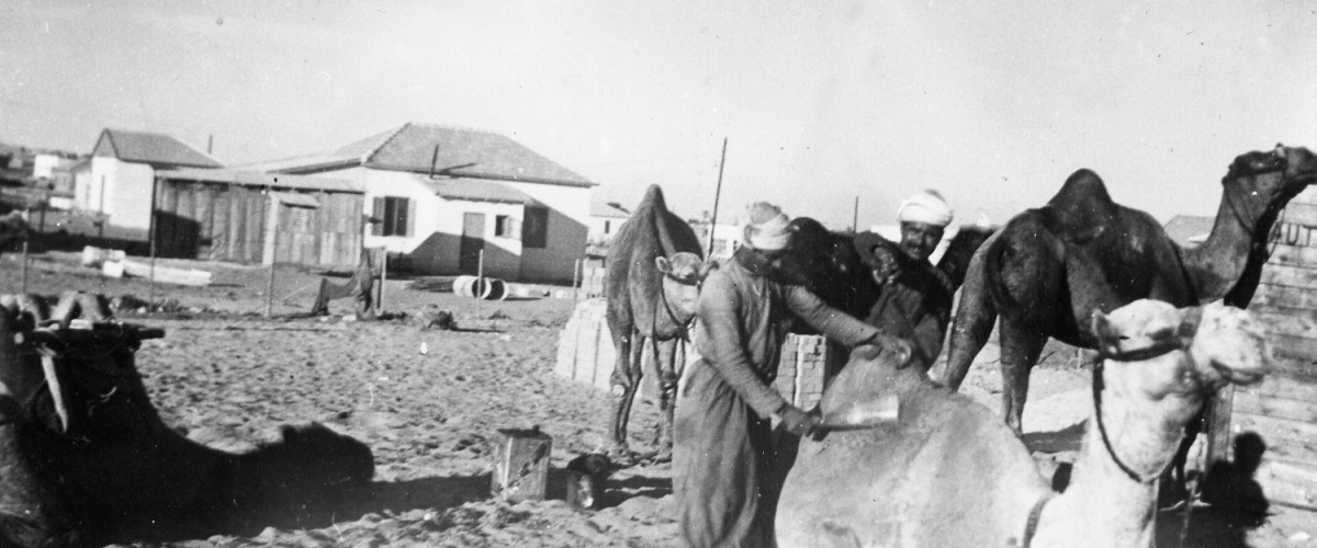 גמלים בחוף הים בשנות ה-40